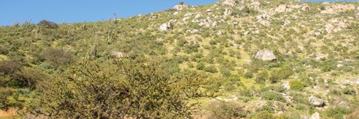 Curacaví, ,Sitio,Venta,1021